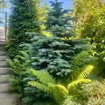Roda S Vnitrni Saunou Tatil Evi